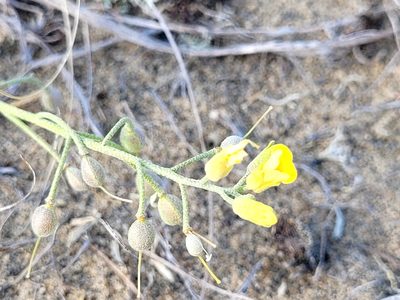 Physaria arenosa, photographed by Doug Macaulay