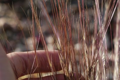 Aristida purpurea, photographed by Elliott Gordon