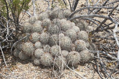 Coryphantha echinus, photographed by Reid Hardin