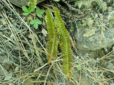 Polystichum scopulinum, photographed by James H. Thomas
