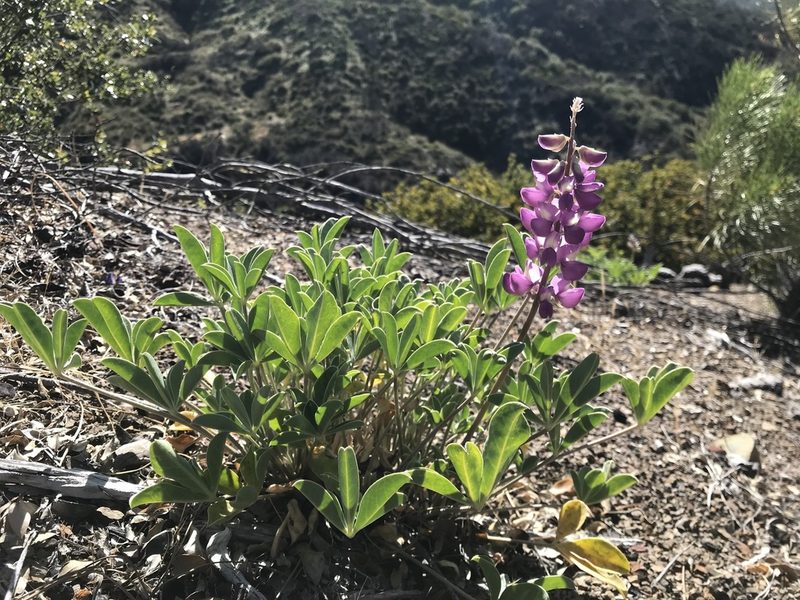 Lupinus cervinus, photographed by Scott Yarger