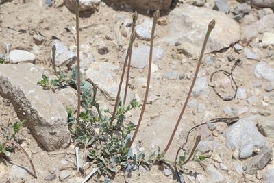 Acleisanthes longiflora, photographed by Reid Hardin