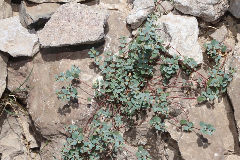 Euphorbia cinerascens, photographed by Reid Hardin