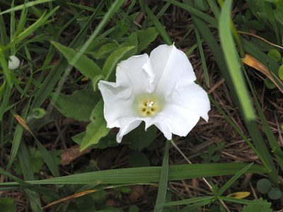 Calystegia spithamaea, photographed by Jeff Clark