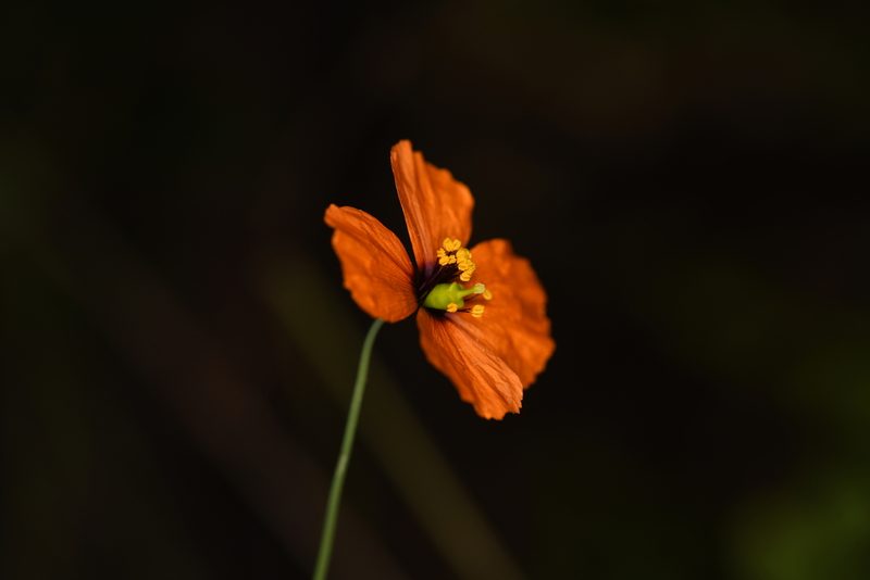 Stylomecon heterophylla, photographed by Trevor Van Loon