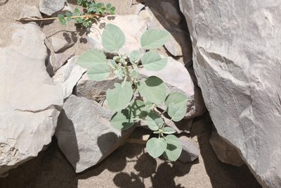 Croton pottsii, photographed by Reid Hardin