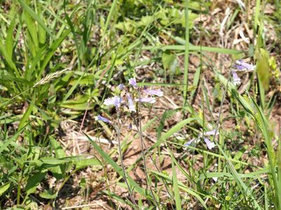 Penstemon hirsutus, photographed by Jeff Clark