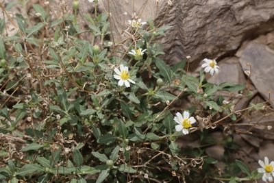 Melampodium leucanthum, photographed by Reid Hardin