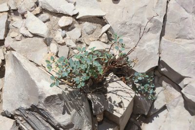Euphorbia cinerascens, photographed by Reid Hardin