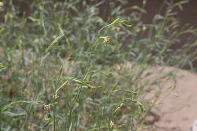 Oenothera boquillensis, photographed by Reid Hardin