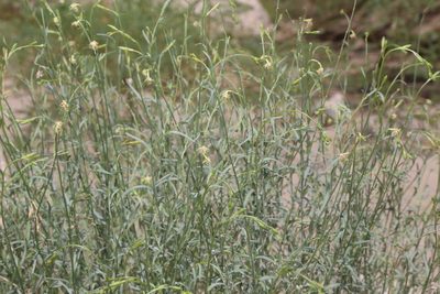 Oenothera boquillensis, photographed by Reid Hardin