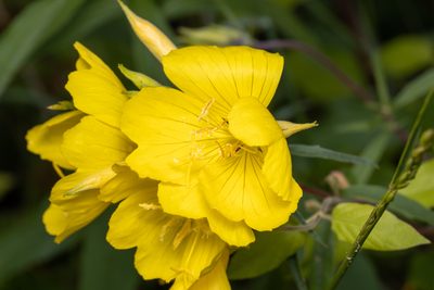 Oenothera fruticosa, photographed by Ben Smith