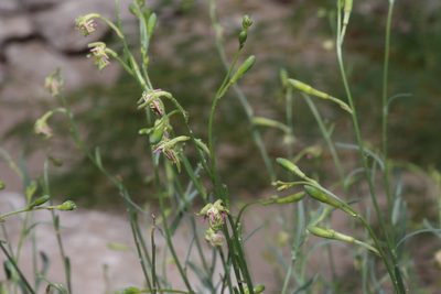 Oenothera boquillensis, photographed by Reid Hardin