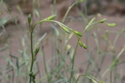 Oenothera boquillensis, photographed by Reid Hardin