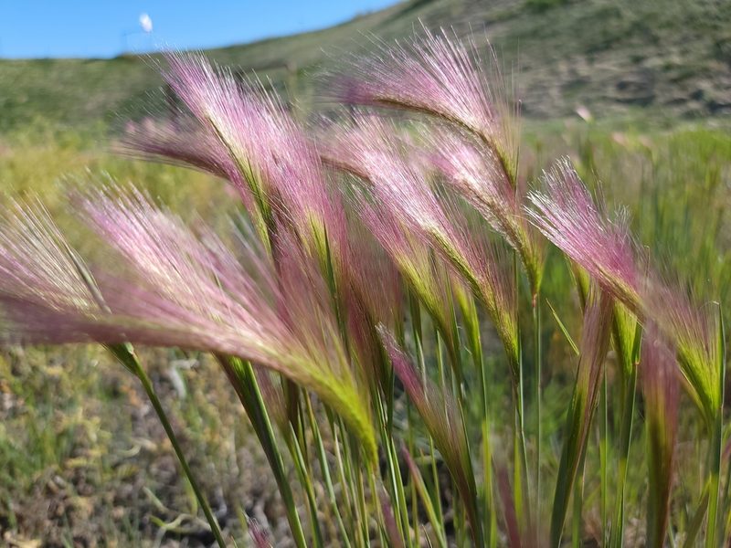 Hordeum jubatum, photographed by Daniel S.