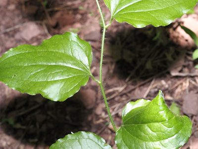Smilax tamnoides, photographed by Jeff Clark