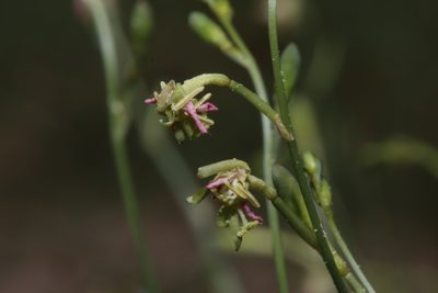 Oenothera boquillensis, photographed by Reid Hardin