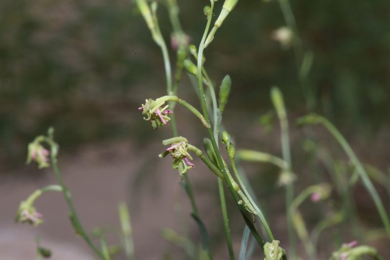 Oenothera boquillensis, photographed by Reid Hardin