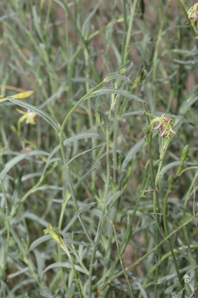Oenothera boquillensis, photographed by Reid Hardin