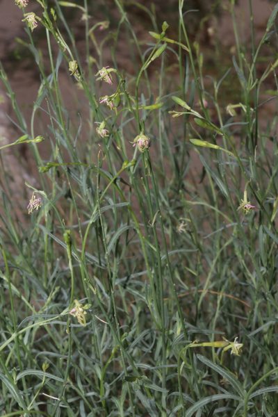 Oenothera boquillensis, photographed by Reid Hardin