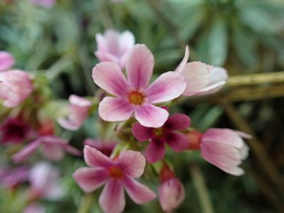 Androsace nivalis, photographed by James H. Thomas