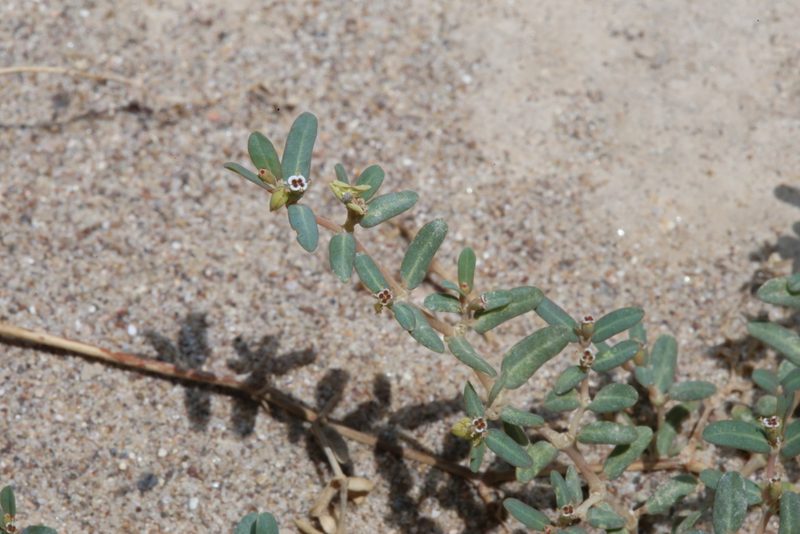 Euphorbia golondrina, photographed by Reid Hardin