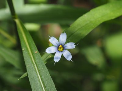 Sisyrinchium angustifolium, photographed by Jeff Clark