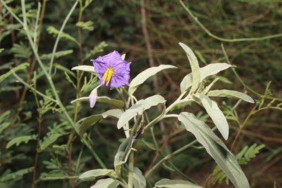 Solanum elaeagnifolium, photographed by Reid Hardin