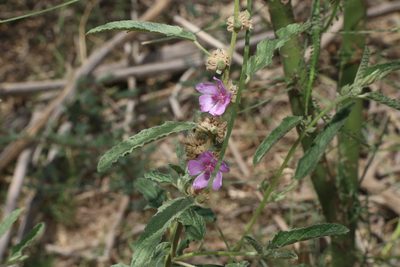 Sphaeralcea angustifolia, photographed by Reid Hardin