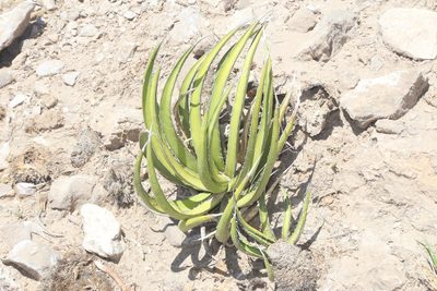 Agave lechuguilla, photographed by Reid Hardin