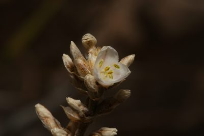 Hechtia texensis, photographed by Reid Hardin