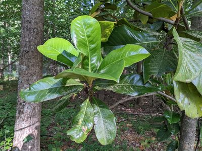 Magnolia grandiflora, photographed by Matthew Gerke
