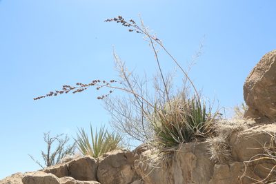 Hechtia texensis, photographed by Reid Hardin