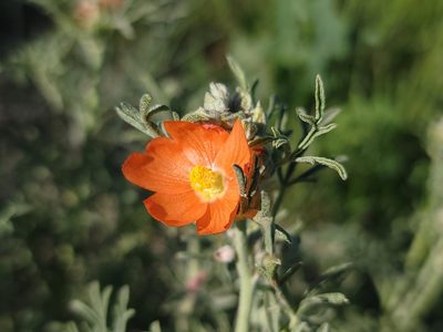 Sphaeralcea coccinea, photographed by Daniel S.