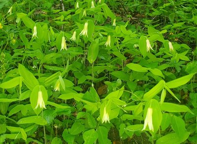 Uvularia perfoliata, photographed by Laura Gaudette
