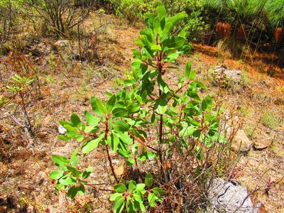 Arbutus tessellata, photographed by Oscar Alejandro Morales Juárez
