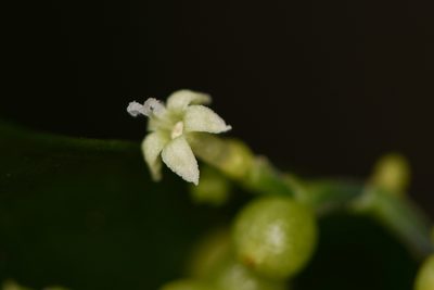 Notopleura anomothyrsa, photographed by Trevor Van Loon