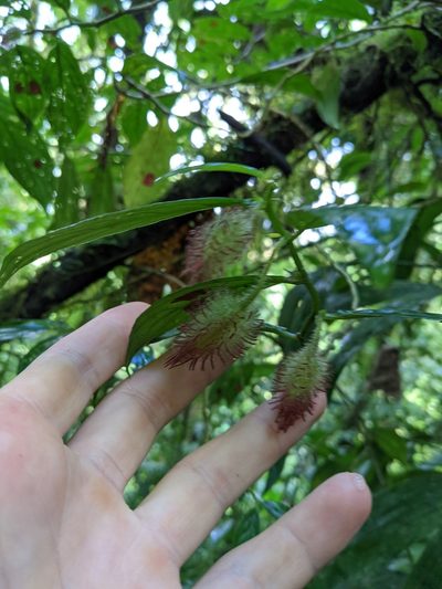 Columnea sanguinolenta, photographed by Trevor Van Loon