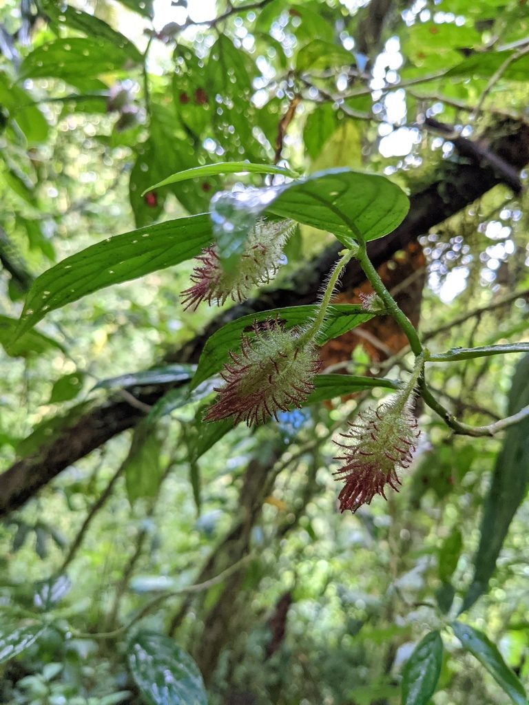 Columnea sanguinolenta, photographed by Trevor Van Loon