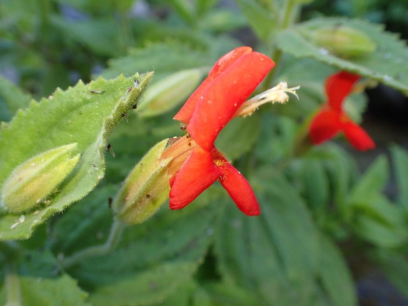Erythranthe cardinalis, photographed by George Williams