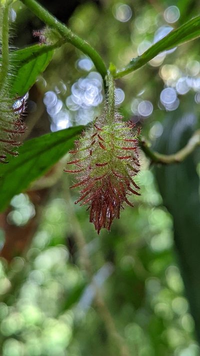 Columnea sanguinolenta, photographed by Trevor Van Loon