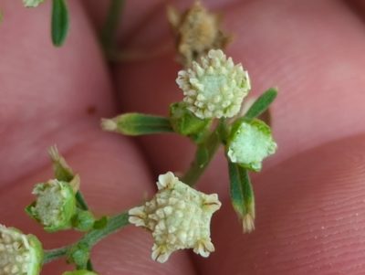 Parthenium hysterophorus, photographed by rockybajada