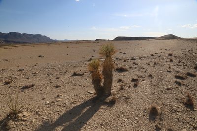 Yucca thompsoniana, photographed by Reid Hardin