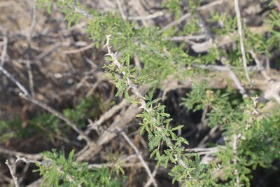 Senegalia greggii, photographed by Reid Hardin