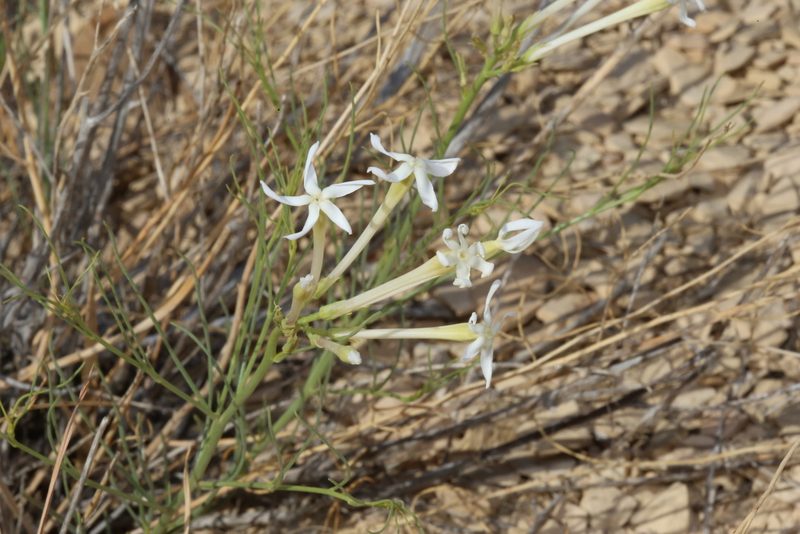 Amsonia longiflora, photographed by Reid Hardin