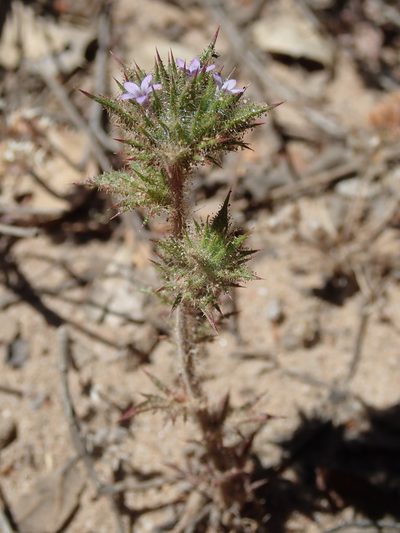 Navarretia mellita, photographed by Henrik Kibak