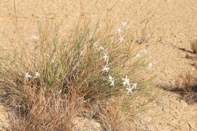 Amsonia longiflora, photographed by Reid Hardin