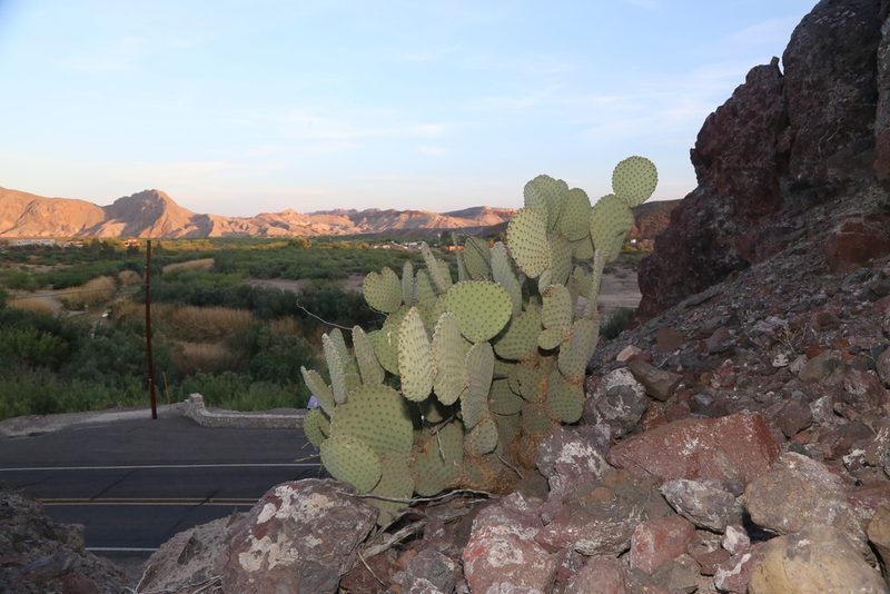 Opuntia rufida, photographed by Reid Hardin