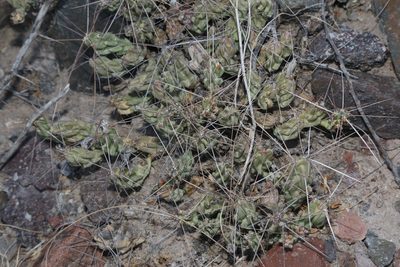 Grusonia aggeria, photographed by Reid Hardin