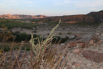 Cylindropuntia leptocaulis, photographed by Reid Hardin